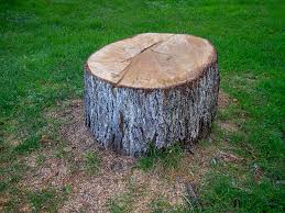 Best Tree Disease Treatment  in Shattuck, OK