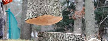 Best Tree Maintenance Programs  in Shattuck, OK