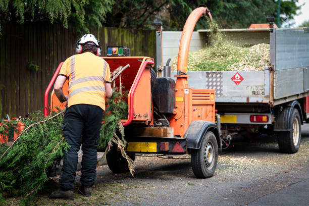 Best Fruit Tree Pruning  in Shattuck, OK