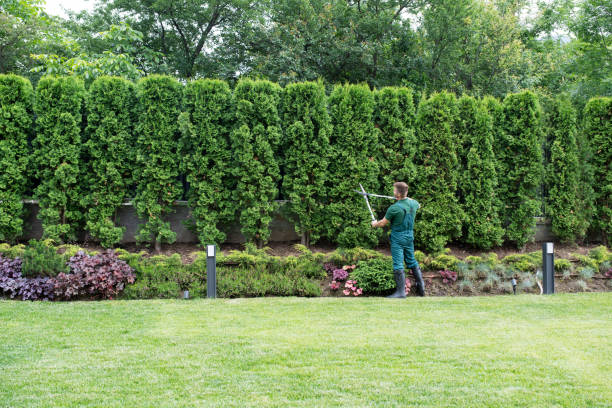 Best Lawn Drainage Solutions  in Shattuck, OK