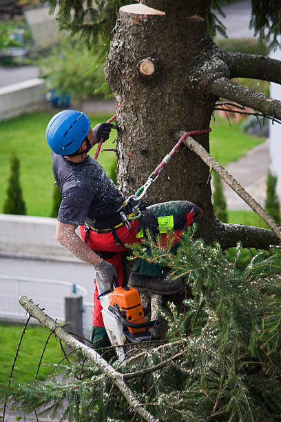 Best Emergency Tree Removal  in Shattuck, OK