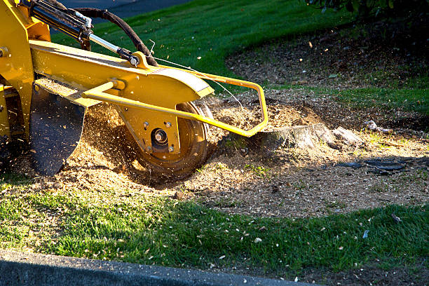Best Palm Tree Trimming  in Shattuck, OK