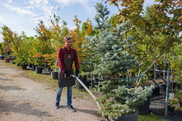 Shattuck, OK Tree Services Company