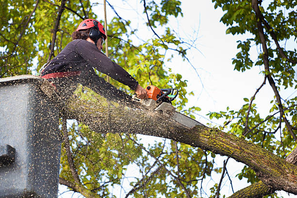 Best Leaf Removal  in Shattuck, OK