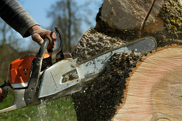 Best Tree Trimming and Pruning  in Shattuck, OK